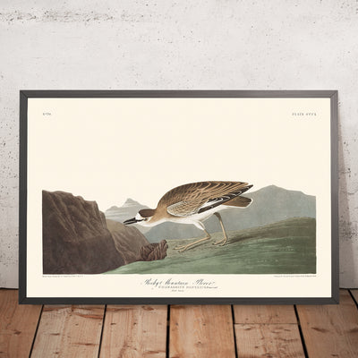 A framed image of Rocky Mountain Plover by John James Audubon, 1827