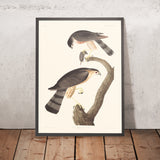 Gavilán de alas afiladas por John James Audubon 1827 