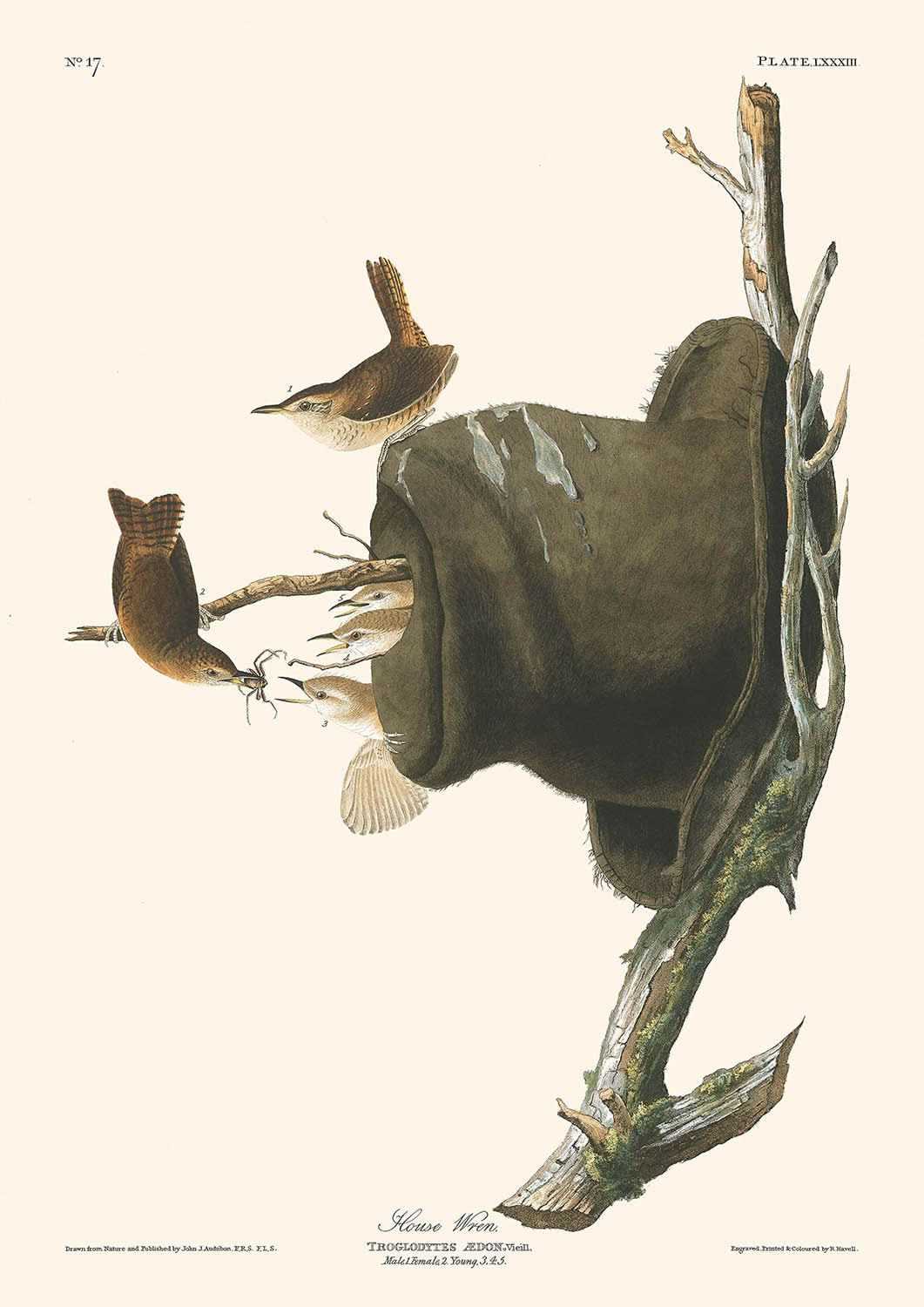 Zaunkönig von John James Audubon, 1827