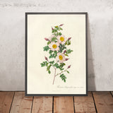 Burnet Rose (Rosa pimpinellifolia inermis) by Pierre Joseph Redouté, 1817