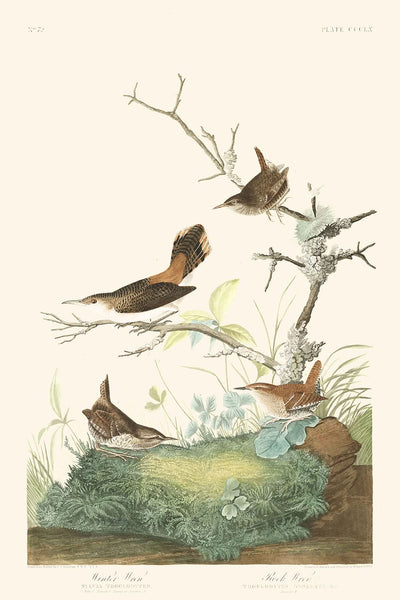 Winter Wren and Rock Wren by John James Audubon, 1827