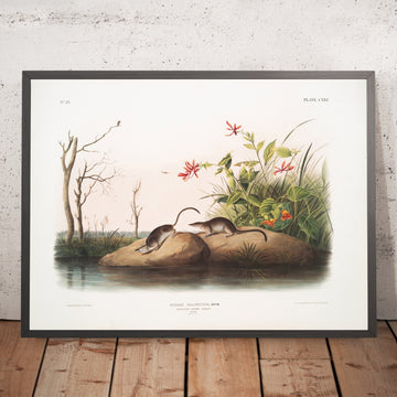 A framed image of 