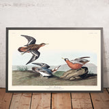Phalarope rosso di John James Audubon, 1827 