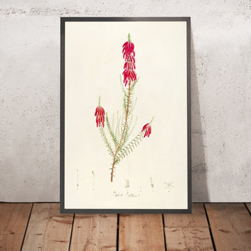 A framed image of Rare Plants of Malmaison and Navarre (Plate 16) by Pierre Joseph Redouté, 1813