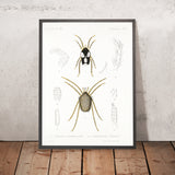 Mites (Acari, Plate 4) by Frederick DuCane Godman, 1879