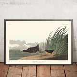 Gallinella d'acqua minore di John James Audubon, 1827 