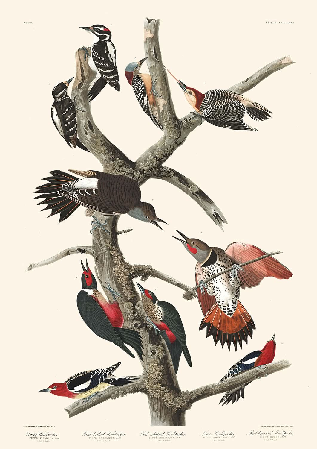 Hairy Woodpecker, Red-bellied Woodpecker, Red-shafted Woodpecker, Lewis' Woodpecker, Red-breasted Woodpecker by Audubon, 1827