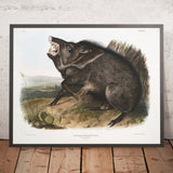 Collared Peccary (Dycoteles torquatus) by John Woodhouse Audubon, 1845