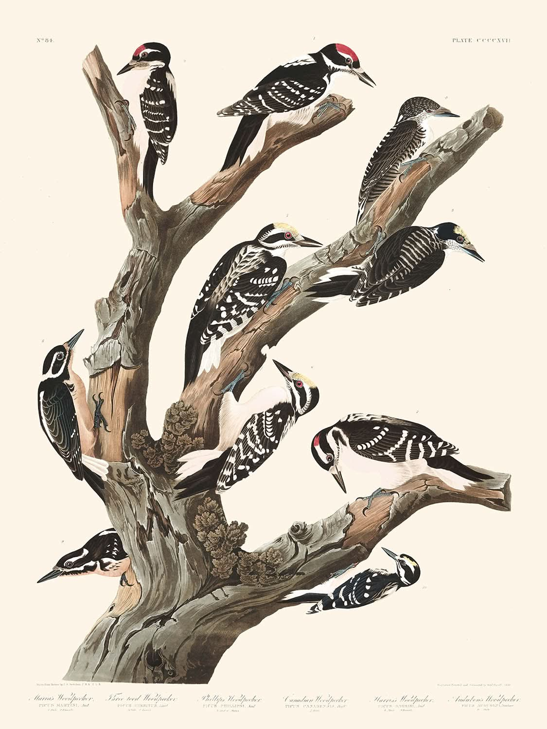 Pájaro carpintero de María, pájaro carpintero de tres dedos, pájaro carpintero de Phillips, pájaro carpintero canadiense, pájaro carpintero de Harris, pájaro carpintero de Audubon, de John James Audubon, 1827