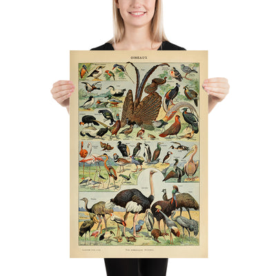 Birds (1) by Adolphe Millot, 1890 - Fowl, Flamingo, Seabirds, Flightless Birds