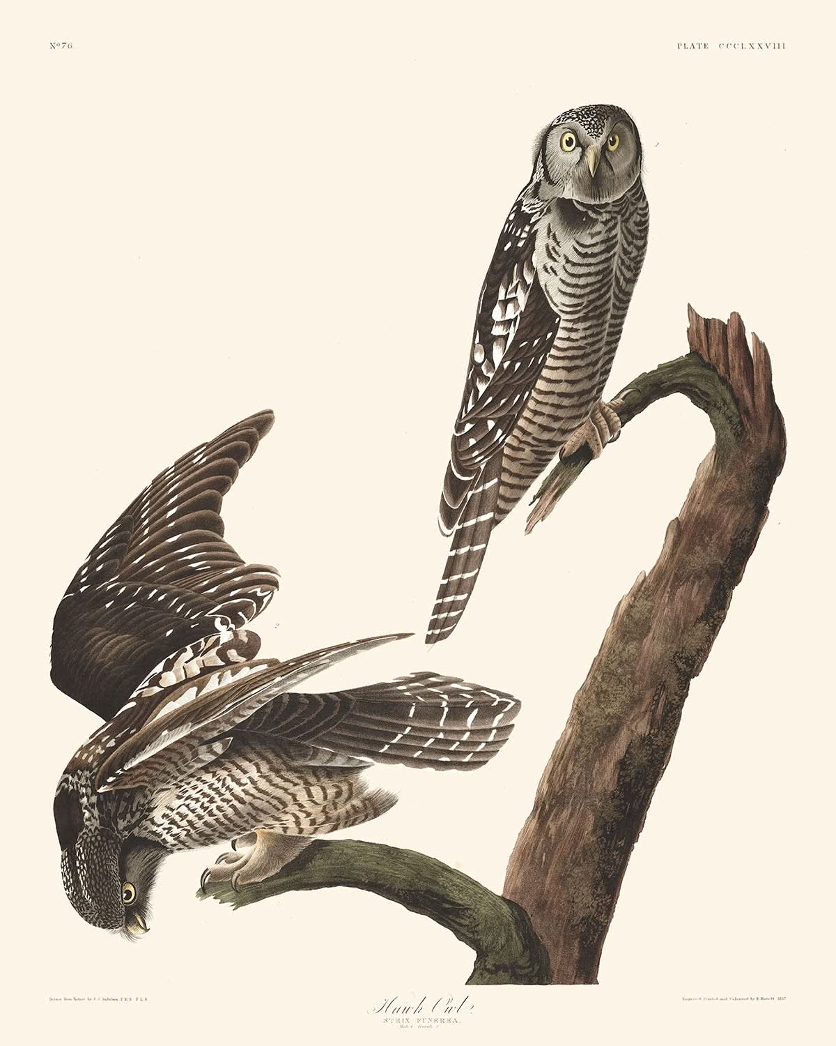 Sperbereule von John James Audubon, 1827