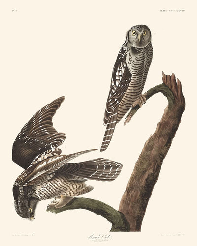 Habichtskauz von John James Audubon, 1827 