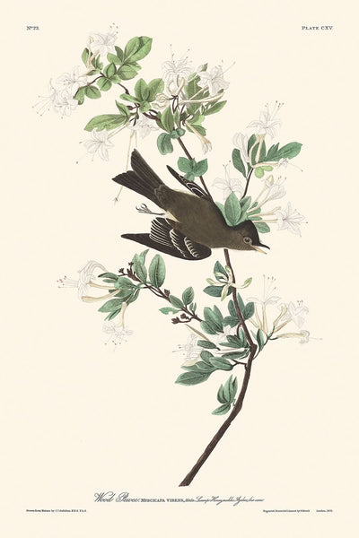 Wood Pewee von John James Audubon, 1827