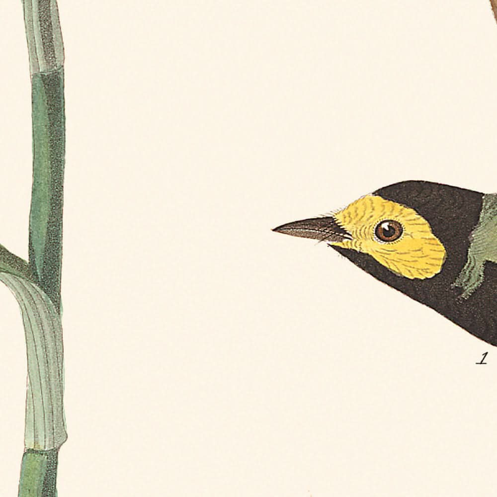 Kapuzensänger von John James Audubon, 1827 