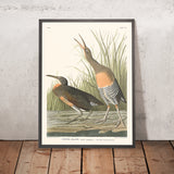 Marouette des marais d'eau salée par John James Audubon, 1827 