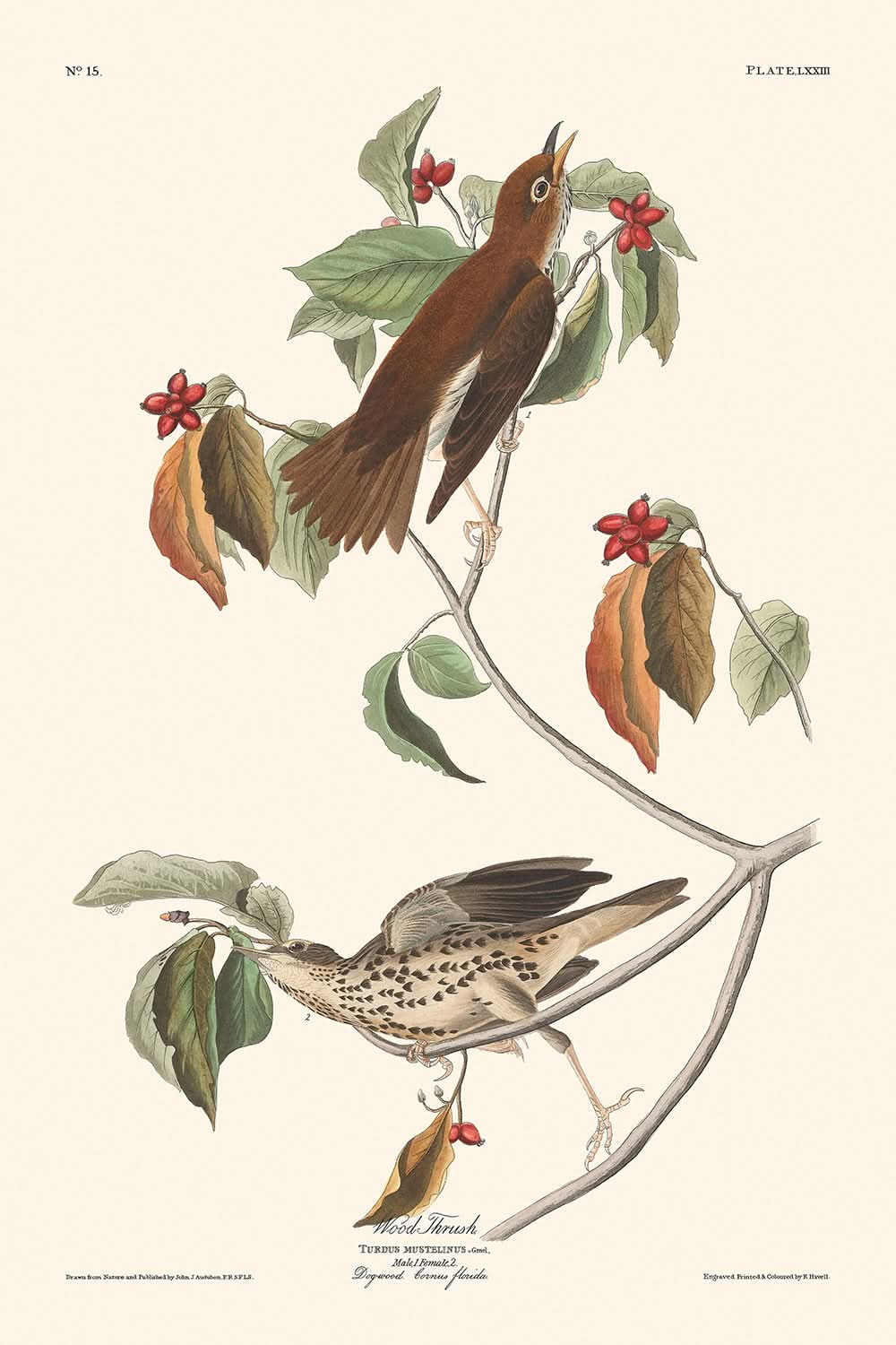 Grive des bois par John James Audubon, 1827