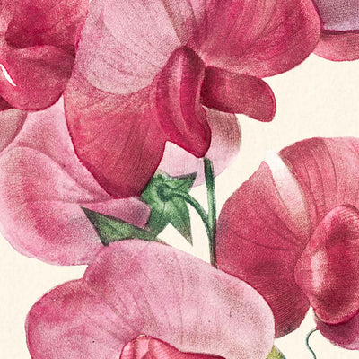 Everlasting Pea by Pierre-Joseph Redouté, 1802