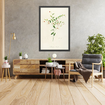 A framed image of Chorisma stipifolia (Plate 35) by Pierre Joseph Redouté, 1813