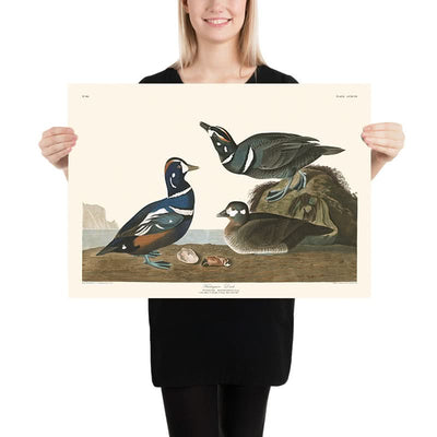 Harlekin-Ente von John James Audubon, 1827