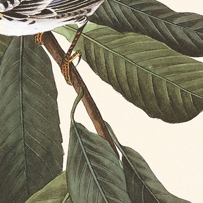 Reinita de garganta amarilla, de John James Audubon, 1827