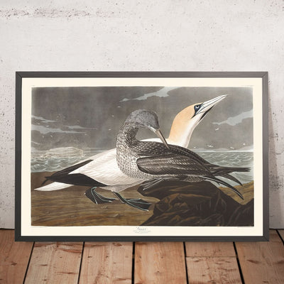 Gannet by John James Audubon, 1827