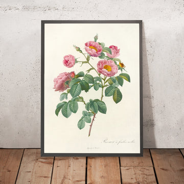 A framed image of Rose (Rosa mollissima flore submultiplici) by Pierre Joseph Redouté, 1817