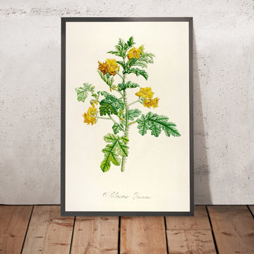 A framed image of Solanum Roestratum (Plate 56) by Pierre Joseph Redouté, 1813