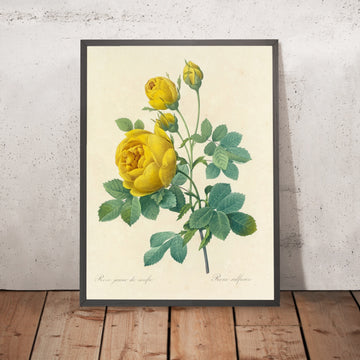 A framed image of Sulphur Rose (Rosa sulfurea, Plate 96) by Pierre Joseph Redouté, 1827