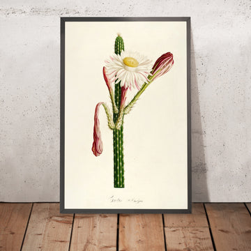 A framed image of Cactus longiflorus (Plate 36) by Pierre Joseph Redouté, 1813