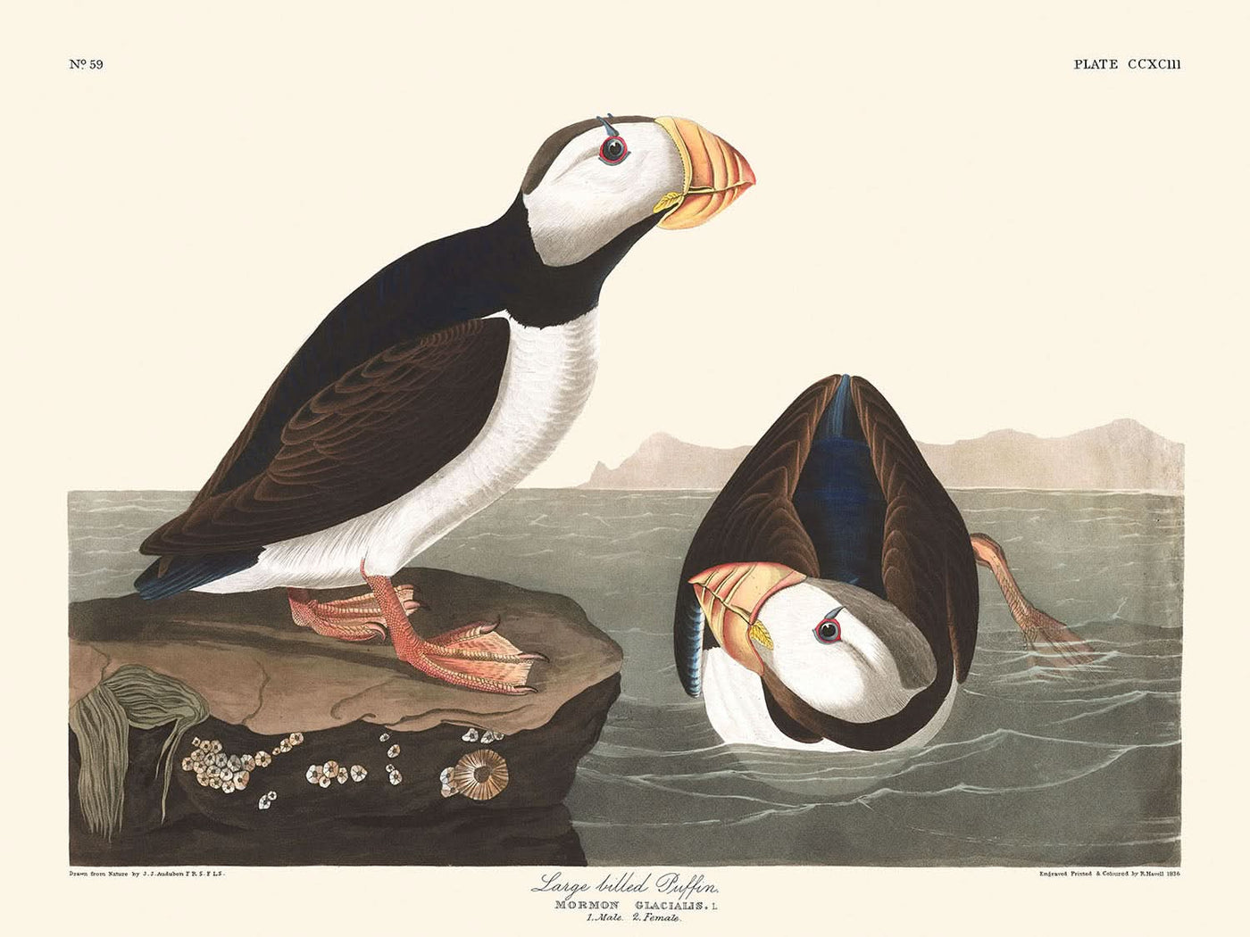 Großschnabel-Puffin von John James Audubon, 1827 