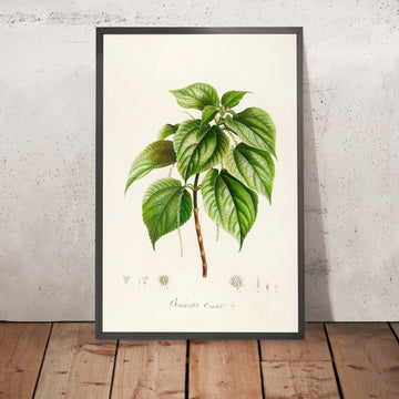 A framed image of Boehmeria caudata (Plate 15) by Pierre Joseph Redouté, 1813