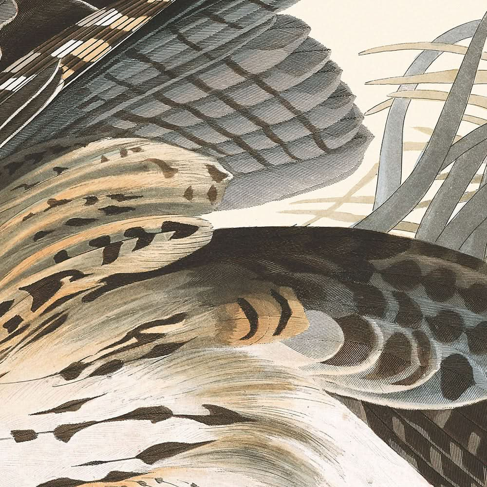 Halcón de invierno, de John James Audubon, 1827