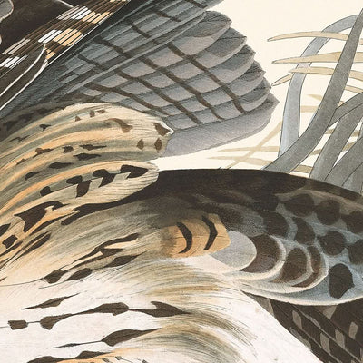 Le faucon d'hiver de John James Audubon, 1827