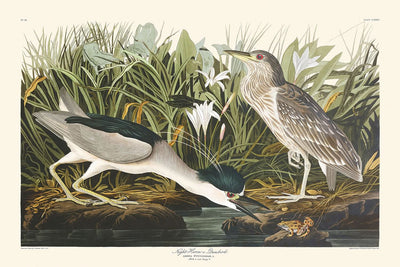 Nachtreiher oder Qua-Vogel von John James Audubon, 1827