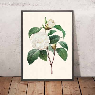 White Camellia by Pierre-Joseph Redouté, 1827