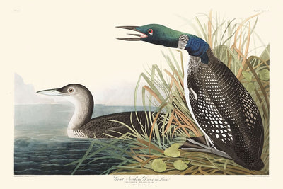 Großer Eistaucher oder Eistaucher von John James Audubon, 1827