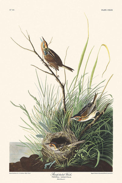 Sharp-tailed Finch by John James Audubon, 1827