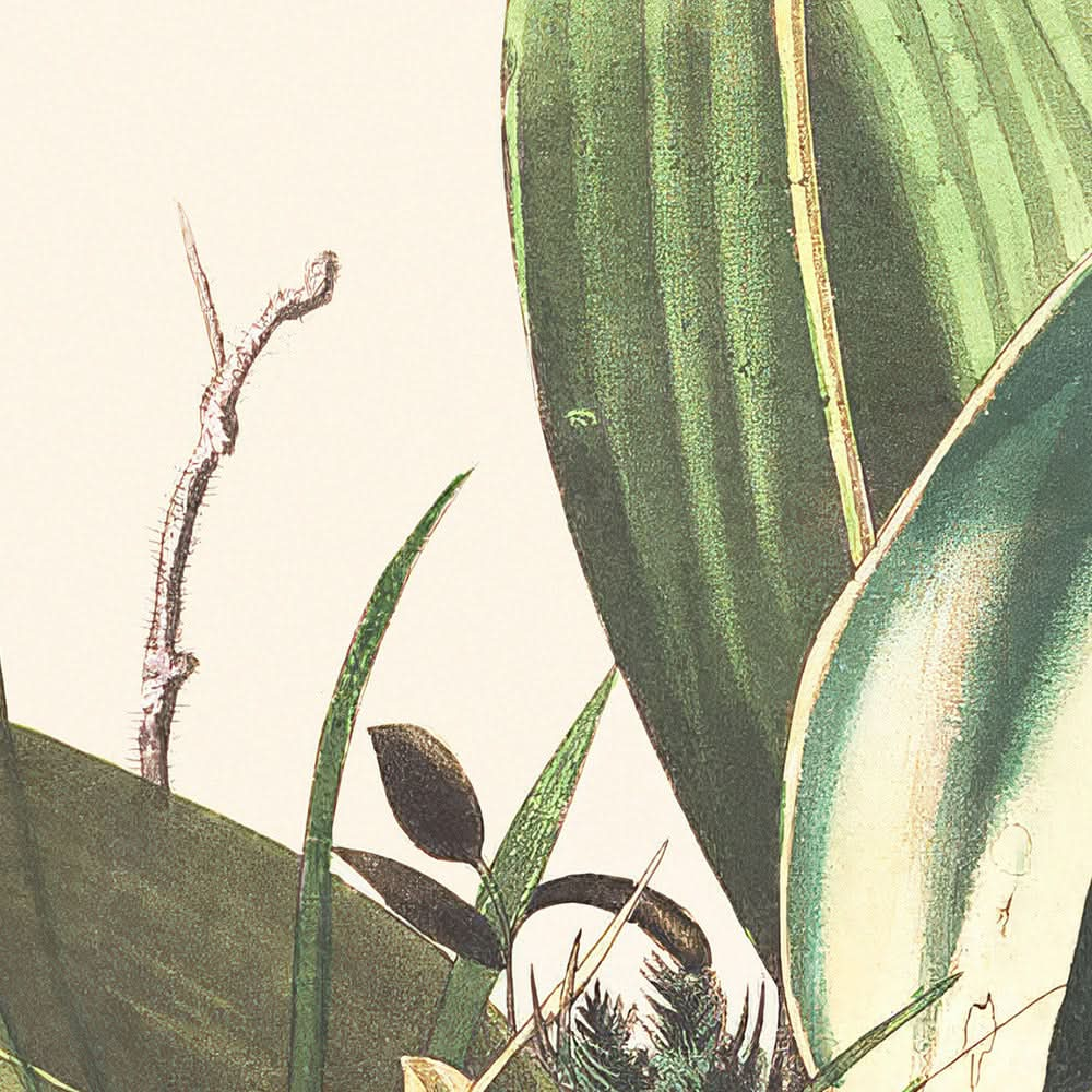 Troglodyte des bois de John James Audubon, 1827