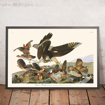 Pernice della Virginia di John James Audubon, 1827 