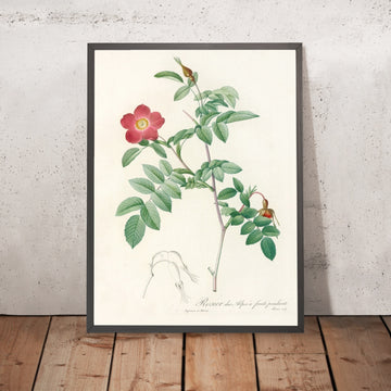 A framed image of Alpine Rose (Rosa alpina pendulina) by Pierre Joseph Redouté, 1817