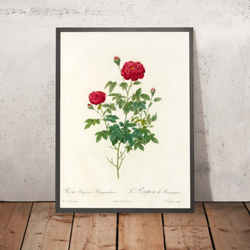 A framed image of Rosa Pomponia Burgundiaca by Pierre Joseph Redouté, 1817