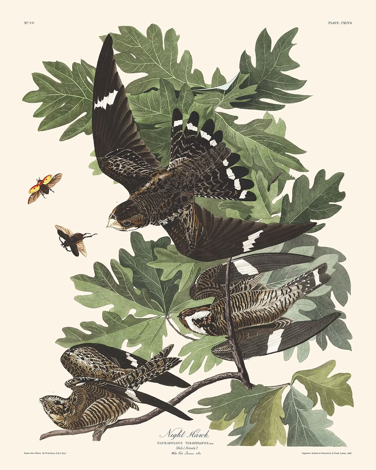 Nachtfalke von John James Audubon, 1827