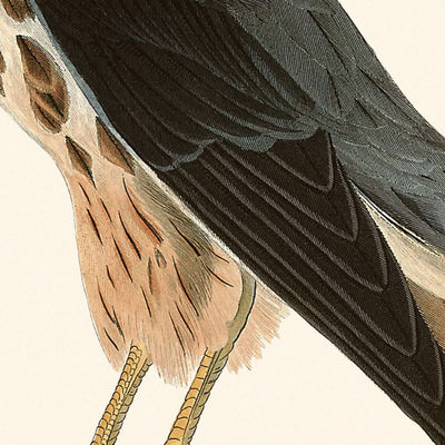 Le Petit Caporal (Merlin) by John James Audubon, 1827