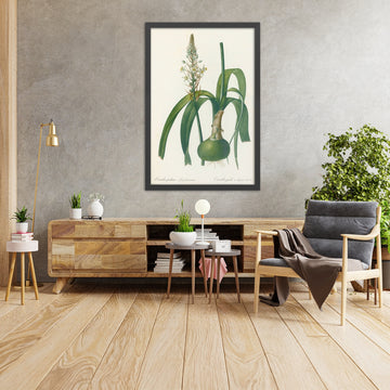 A framed image of Pregnant Onion (Ornithogalum longibracteatum) by Pierre Joseph Redouté, 1802