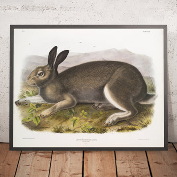 A framed image of 
