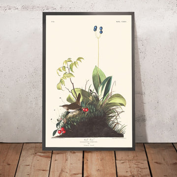 Uccello di legno di John James Audubon, 1827 