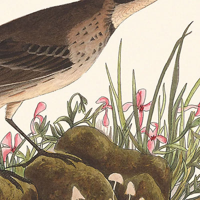 Prairie Titlark von John James Audubon, 1827