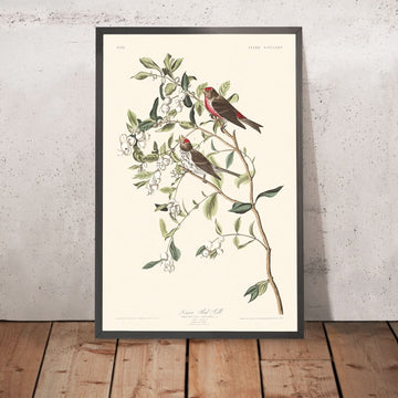 Kleinere Rotpoll von John James Audubon, 1827 