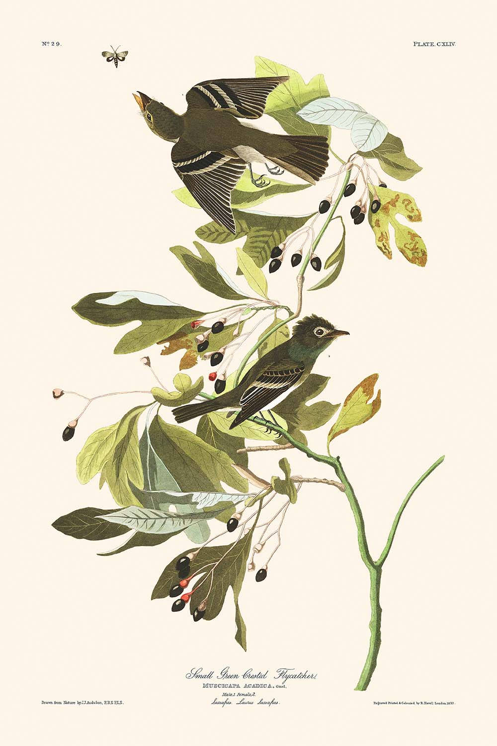 Small Green Crested Flycatcher by John James Audubon, 1827