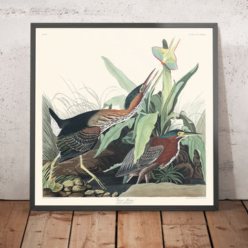 Airone Verde di John James Audubon, 1827 